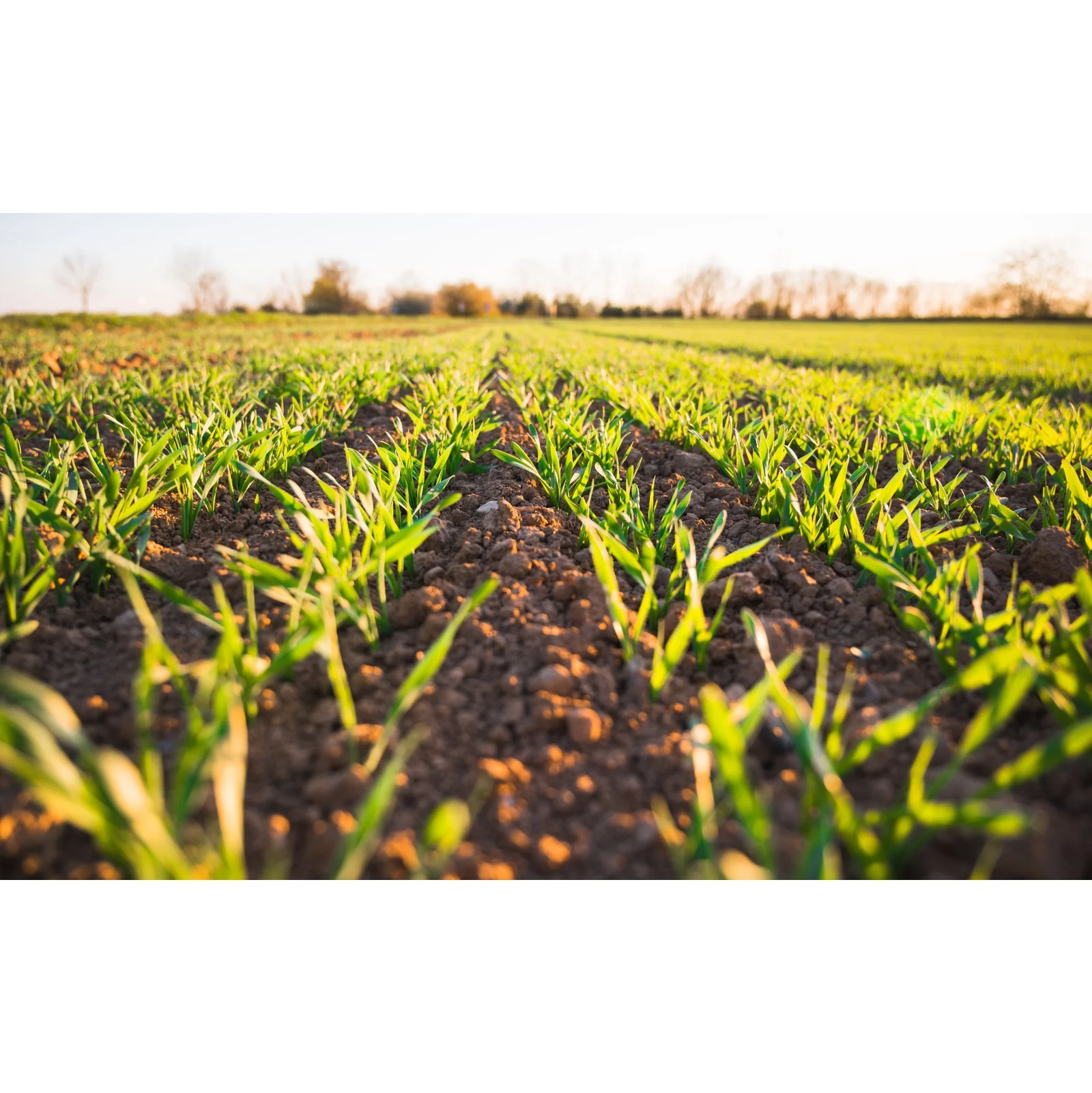 Fertilizer Npk Popular NPK Cheap Price Fertilizer With NPK Humic Acid Vietnam Suppliers High Quality