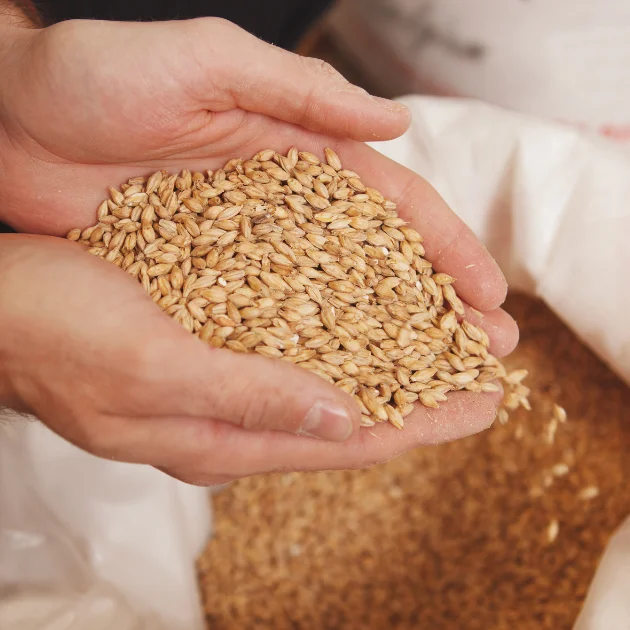 Quality Barley Grain / Barley Malt Grain / Hulled Barley Grain At Competitive Price