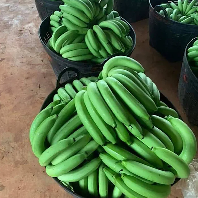 Hot Sale Best Quality Hom thong Banana  From Thailand