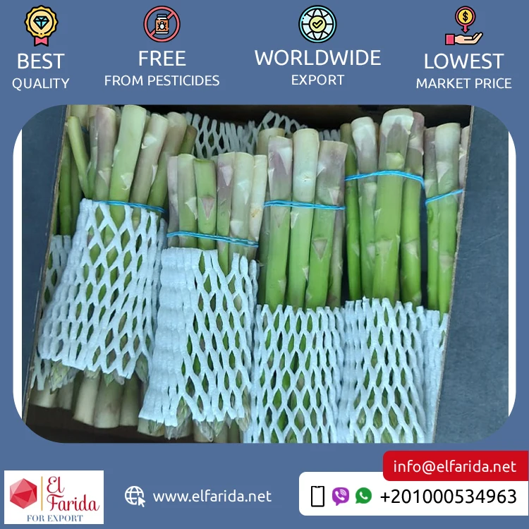 Leading Exporter of Premium Quality 100% Natural Green Fresh Vegetables Asparagus for Bulk Purchase
