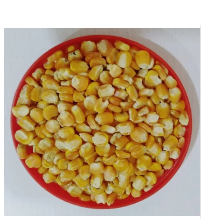 Yellow Corn & White Corn/Maize for Human