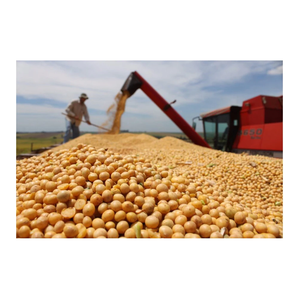 Soybean Suppliers Selling Non-GMO BLACK Soybeans non-GMO Black soya beans soybean