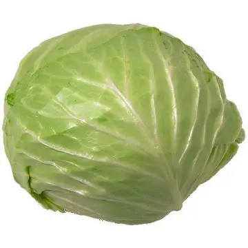 Hot Sale - Fresh Round Cabbage with CE HACCP Certificate - High Quality Natural Cabbage for EU