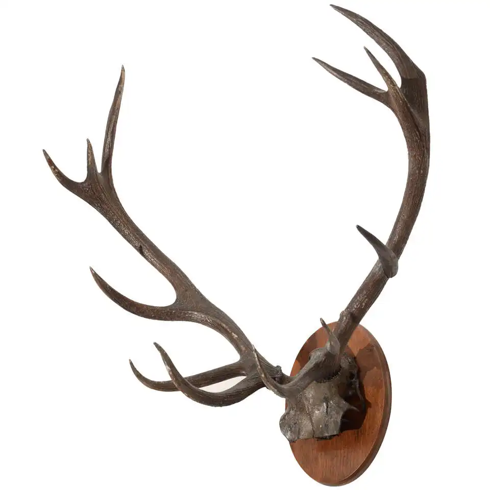 Natural Red Deer Antlers Up For Sale