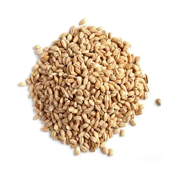 barley2.jpg