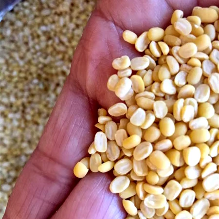 Premium Grade Cotton Seeds at wholesale & retails dried cotton seeds