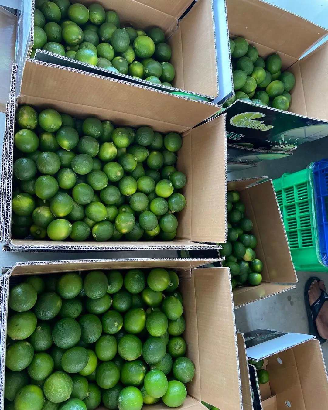 fresh seedless lime 7.jpg