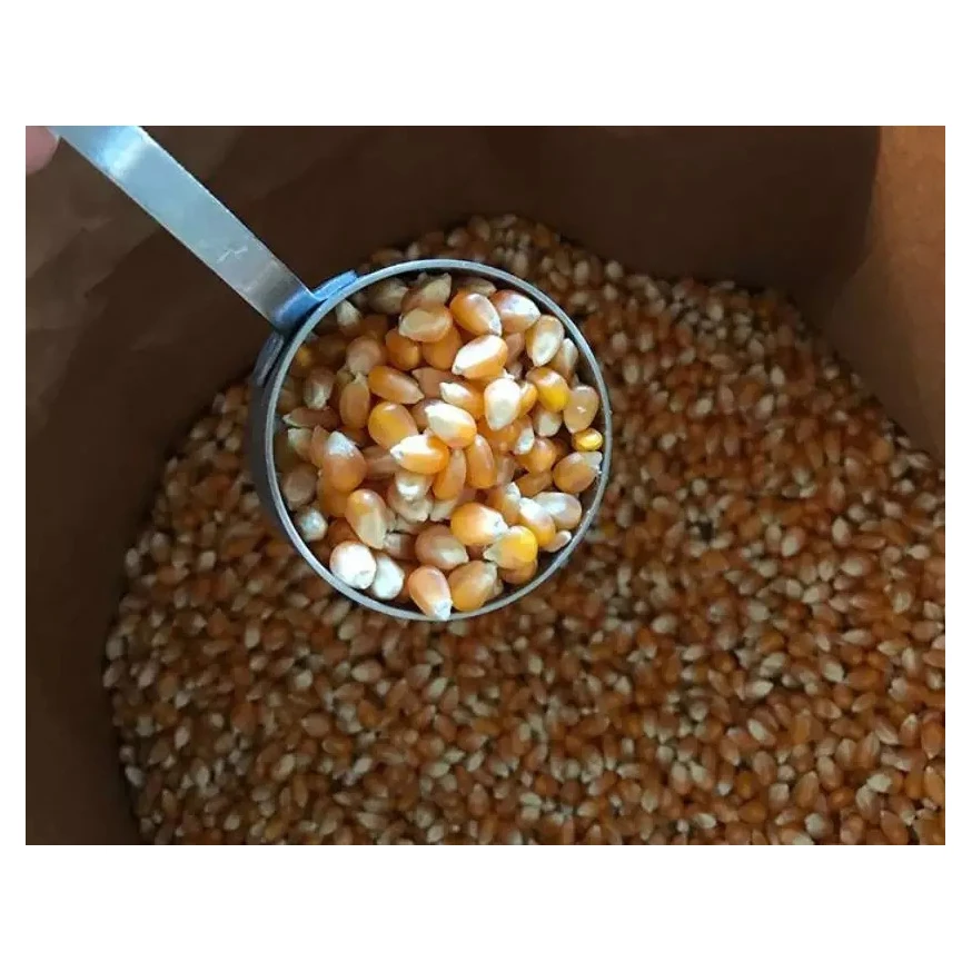 Желтые семена попкорна кукурузы без ГМО лучшие ядра попкорн Кукуруза сырые Органическая для продажи