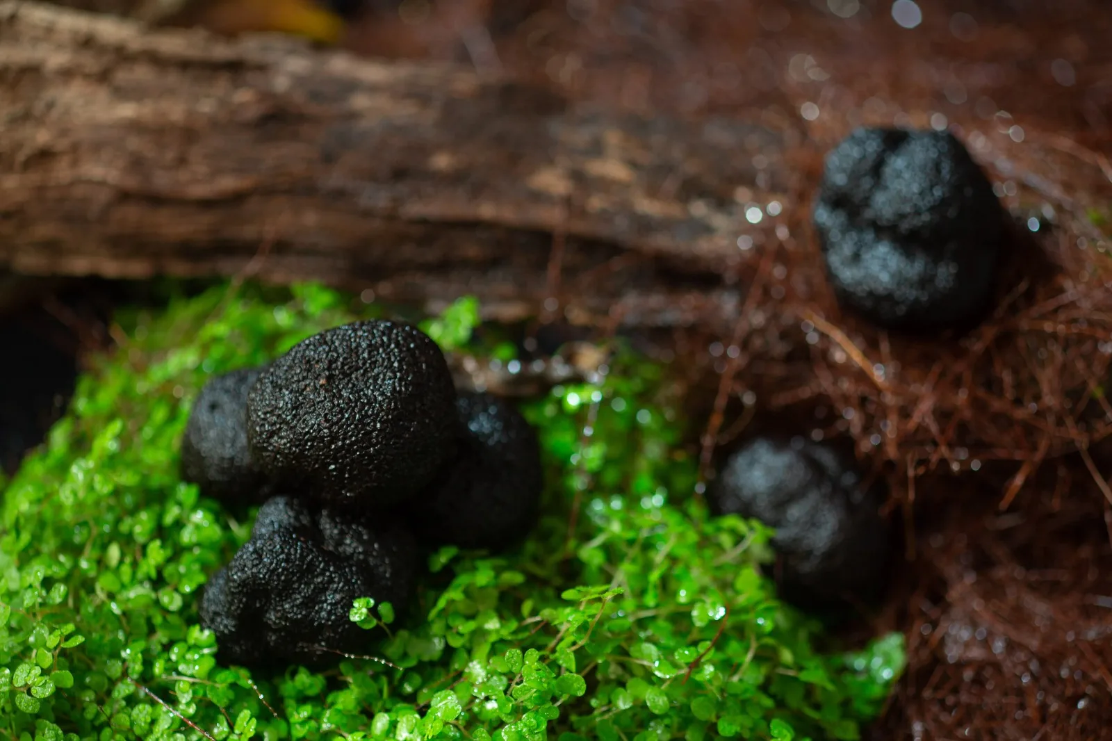 Dried Japanese products wholesales truffles shiitake mushroom