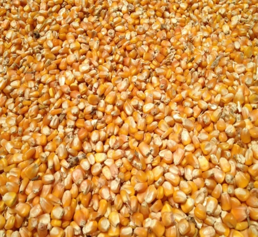 yellow Maize  1.jpg