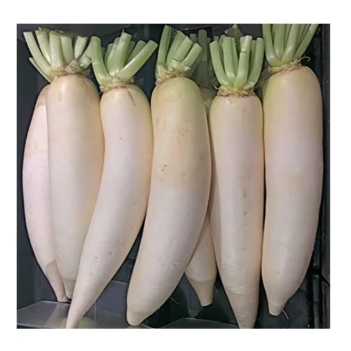 Best Quality Hot Sale Price Fresh Vegetables Orange Carrots