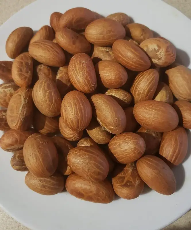 Premium Grade Light White Garcinia Bitter Kola