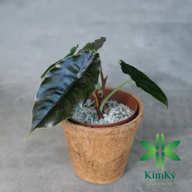 Хит продаж горшок из кокосовой косовой косы для садовых цветов Выращивание растений высокая 11 5 см х ширина 12 от вьетнамского 2024