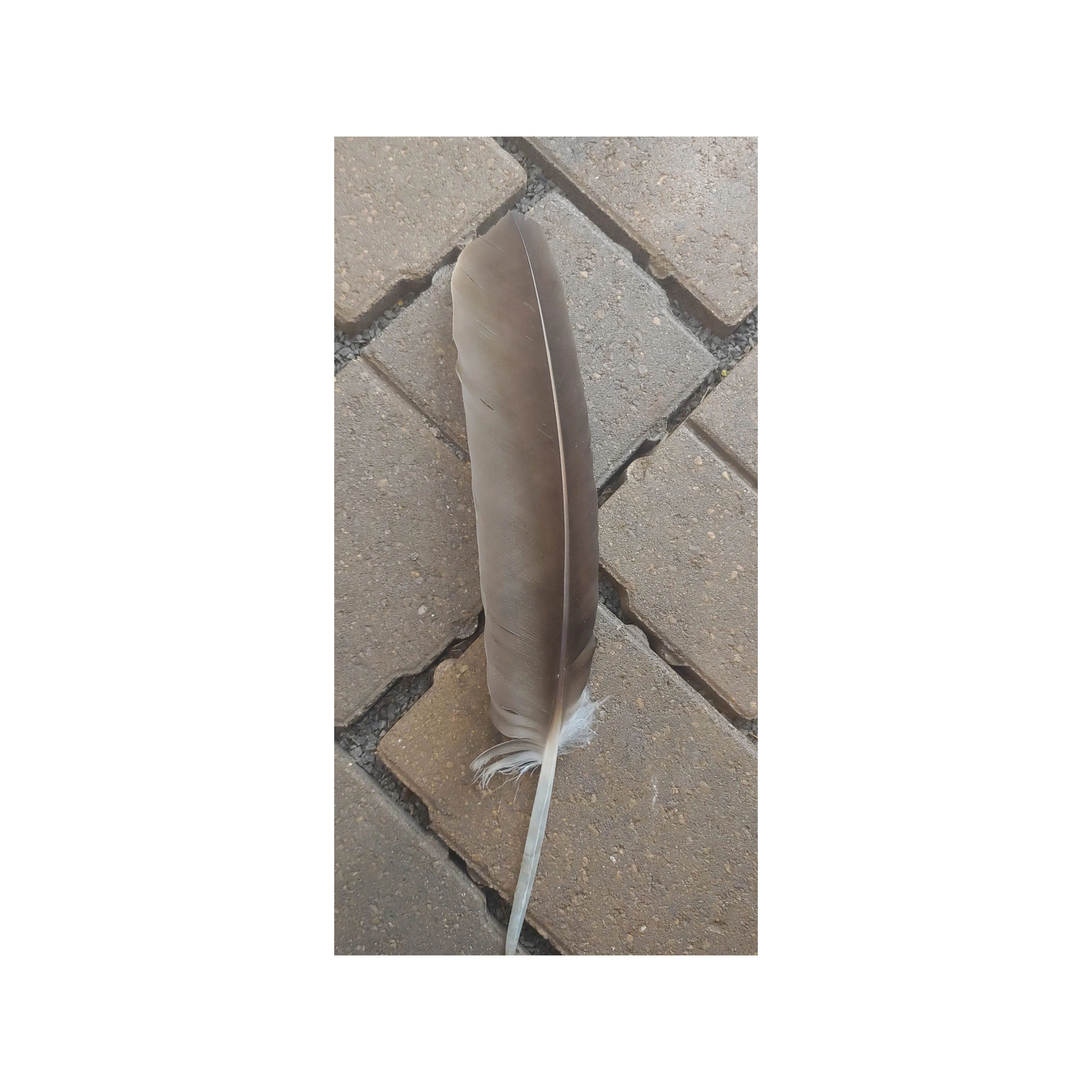 Высококачественный 90% белый гусиный пух/10% белое гусиное перо с высокой мощностью наполнения