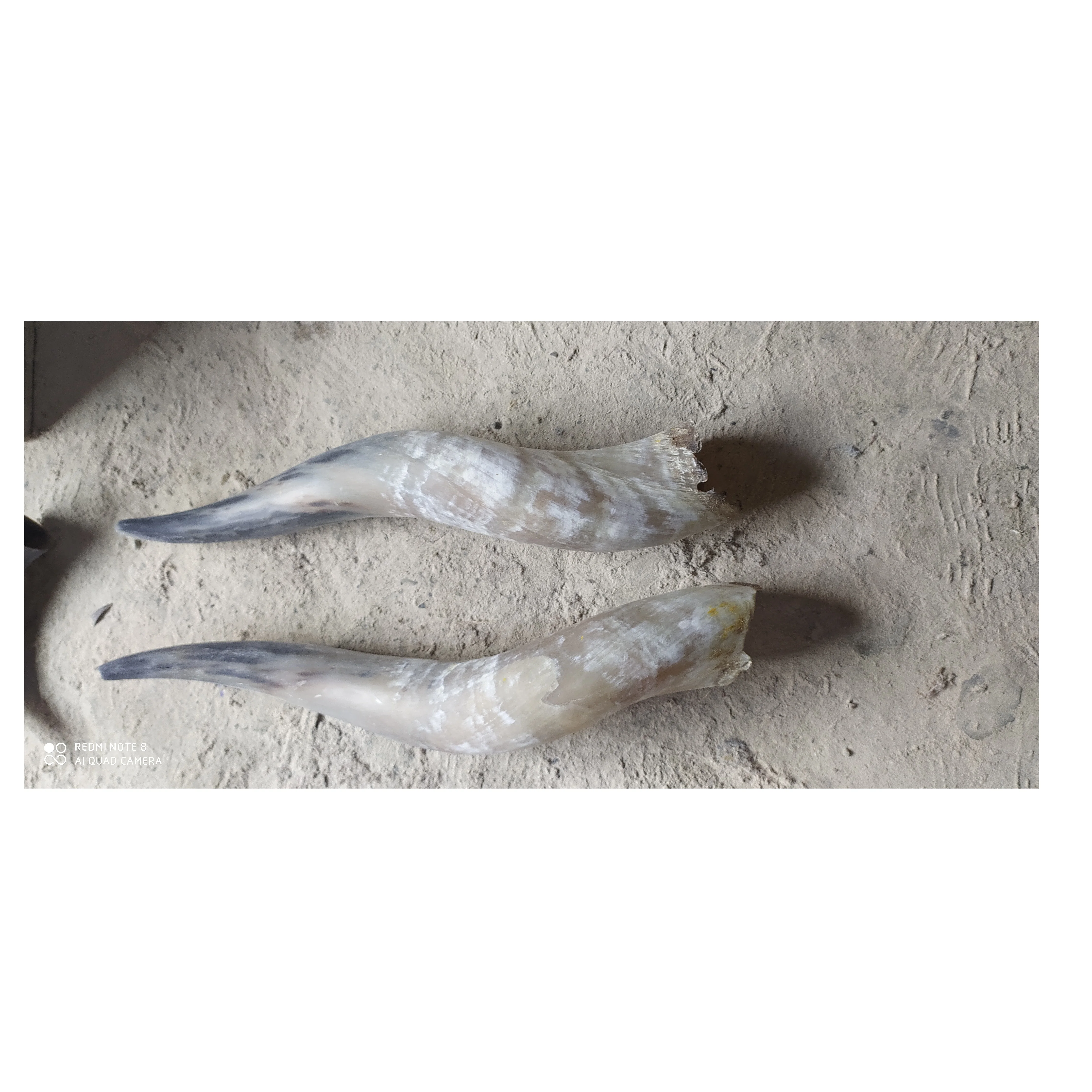 Long buffalo pair horn wall mounted customized decorate use wholesale price buffalo pair horn manufacture from India