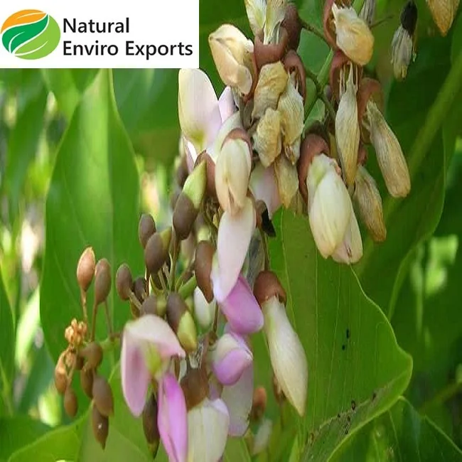 Export Grade Organic Karanja Cake Manufactured in India improve soil nutrient and plant growth lowest cost Karanja Cake Pellet