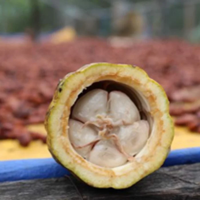 Distinct Cocoa Flavor Wholesale Food & Beverage Azzan Cacao Powder 100% Cacao 500G Origin From DakLak Vietnam