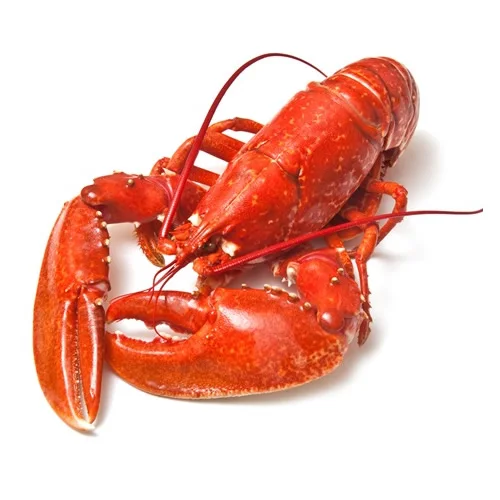 Southern Red Rock Lobster Frozen Whole Tail 100% Pure Seasoned Crawfish Fresh Raw Lobster Tail Box Packaging Dried Available