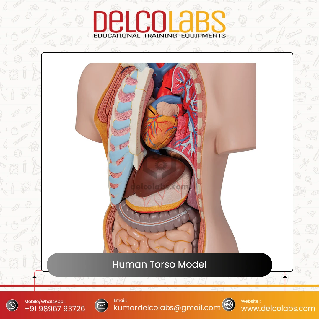 Medical Science Anatomical Model for Hospital Students Human Torso Model 85cm Sexless Torso Model for Sale