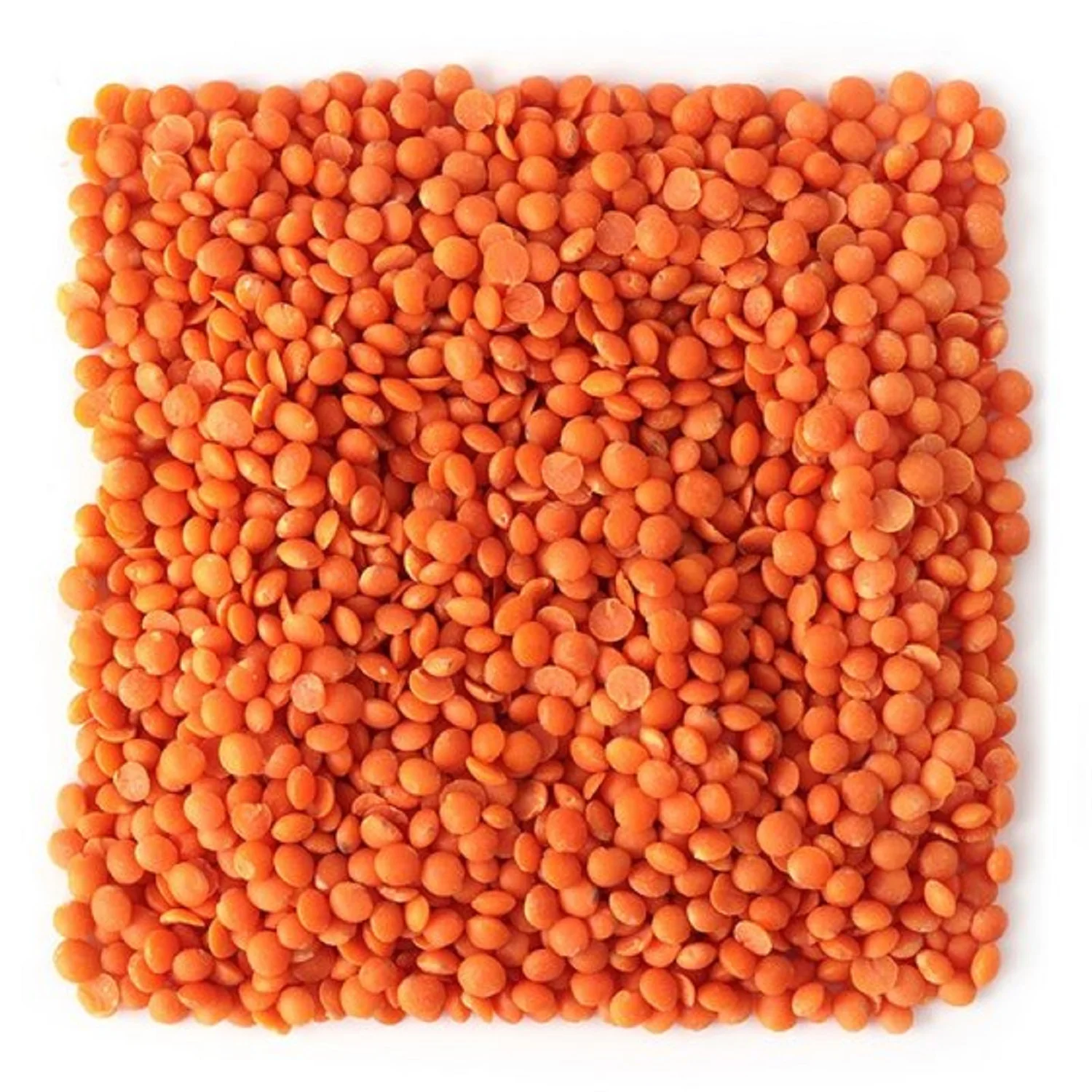 Cheap Sales Organic Bulk Dried Red Green Yellow Lentils From the UK Fresh Whole Pattern for Food