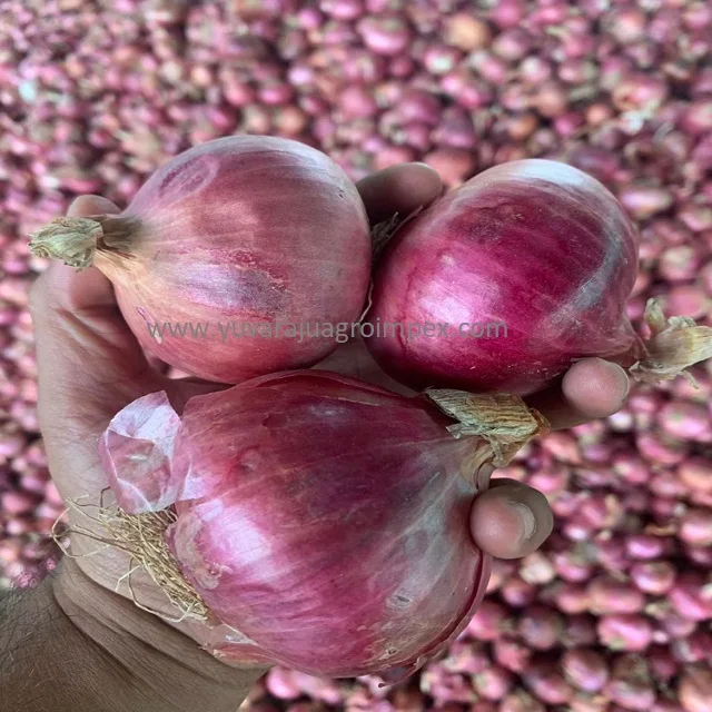 New seasonal arrival natural pink color big onion Exporters in India to Bahrain Sri Lanka Malaysia Mauritius