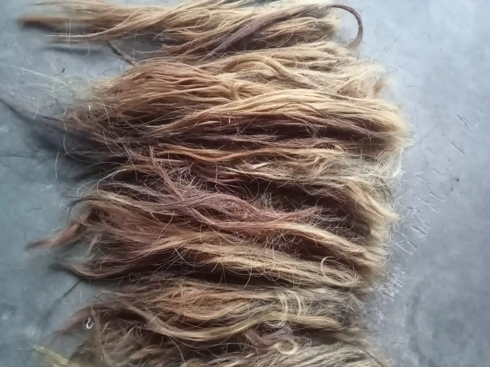 Good Quality Finished Ox Tail Washed and Clean Hair Dressed Certain Size for Making Brush Animal