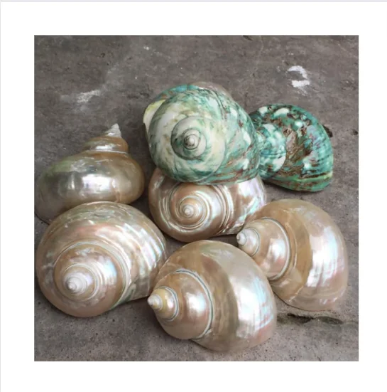 Высококачественная полированная Морская ракушка синяя линия-хорошая цена морская раковина для украшения подарка-высококачественный декор