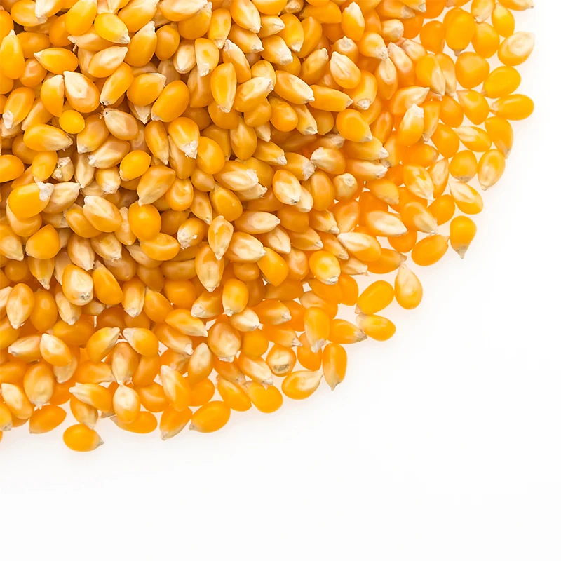 High Quality Low Price Bag Packaging Food Grade Bucket Bagged Corn Kernels Yellow Sweet Popcorn From Brazil