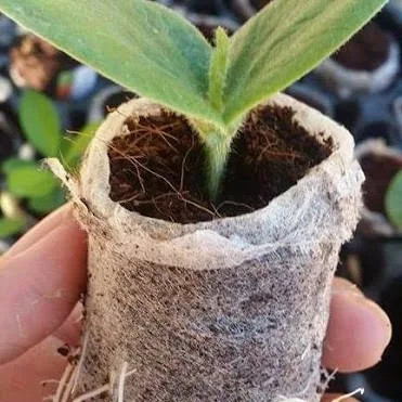 Органические пеллеты кокоса