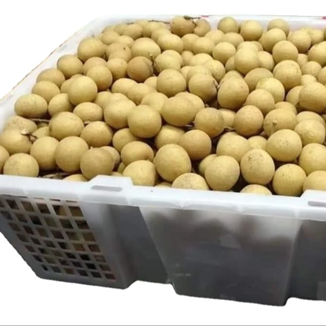 Fresh Longan Tropical Fruit Premium Quality Control With  GMP Manufacturing Other Agriculture Products From Orchard Thailand