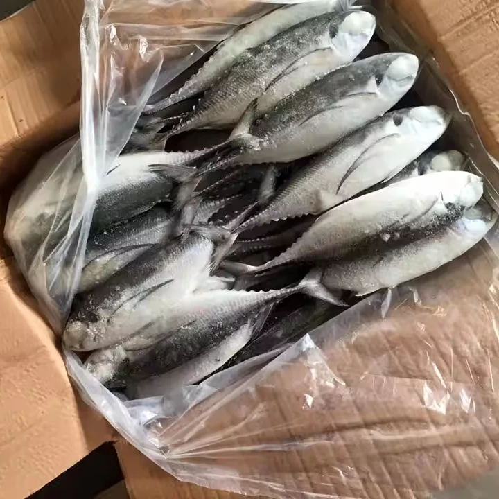Sea Frozen Whole Round Jack mackerel / Horse mackerel Fish for sale for bait hardtail scad hard tail scad fish China seafood