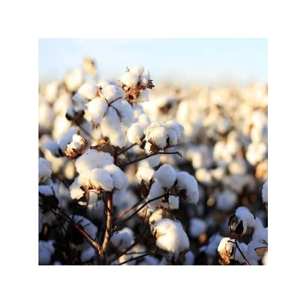 Fast Delivery Cheap Price Bulk Stock Organic Raw Organic Cotton Seeds For Sale In Bulk / Raw Organic Cotton Seeds