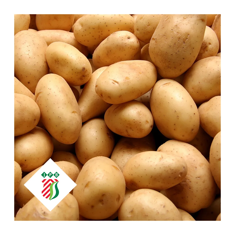 Fresh potato from Holland The Netherlands for wholesale private label 65 / 90 22,7 kg bags best quality