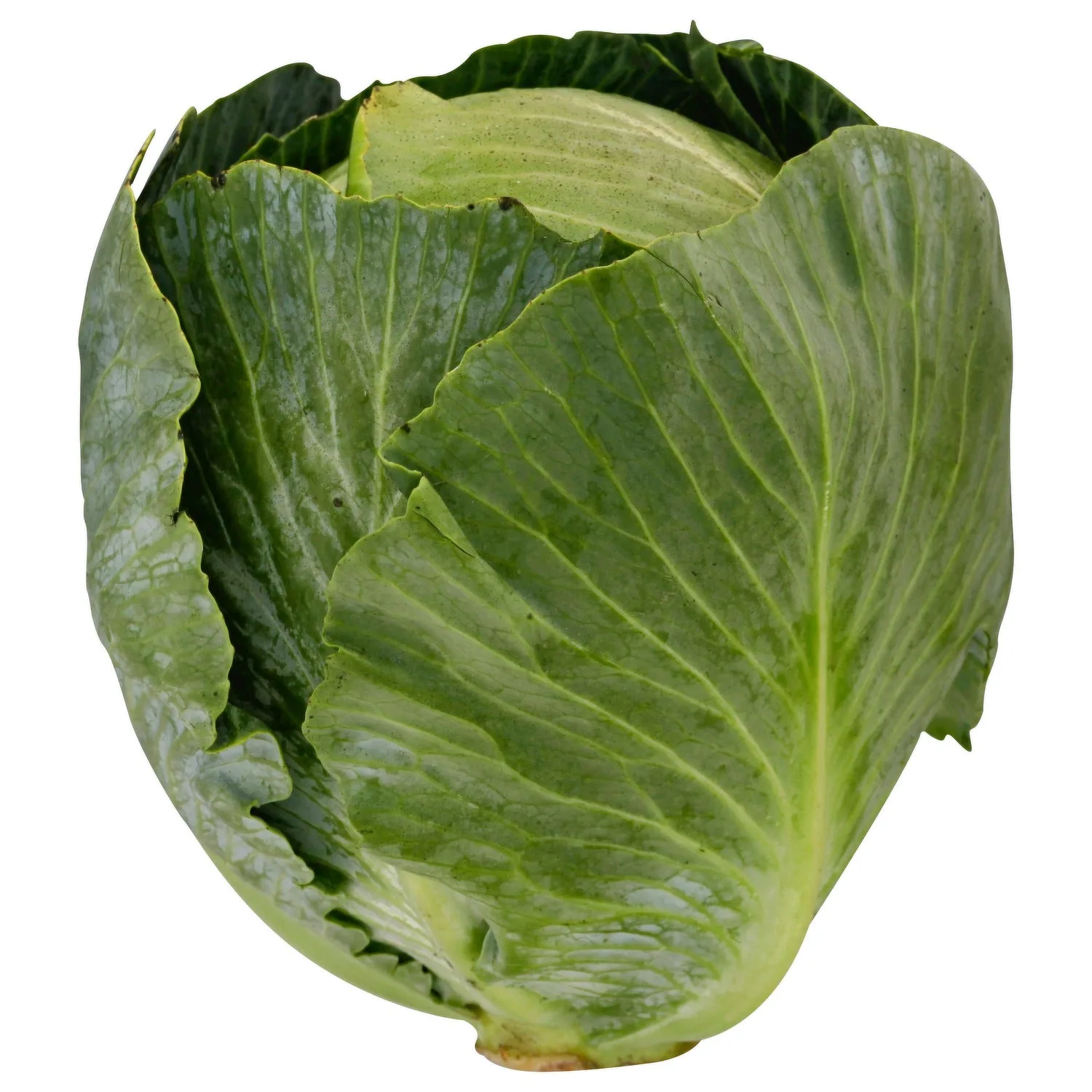 Online Buy / Order Top Quality Fresh Vegetable Green celery  Cabbage With Best Quality Best Price Exports fresh celery  cabbage