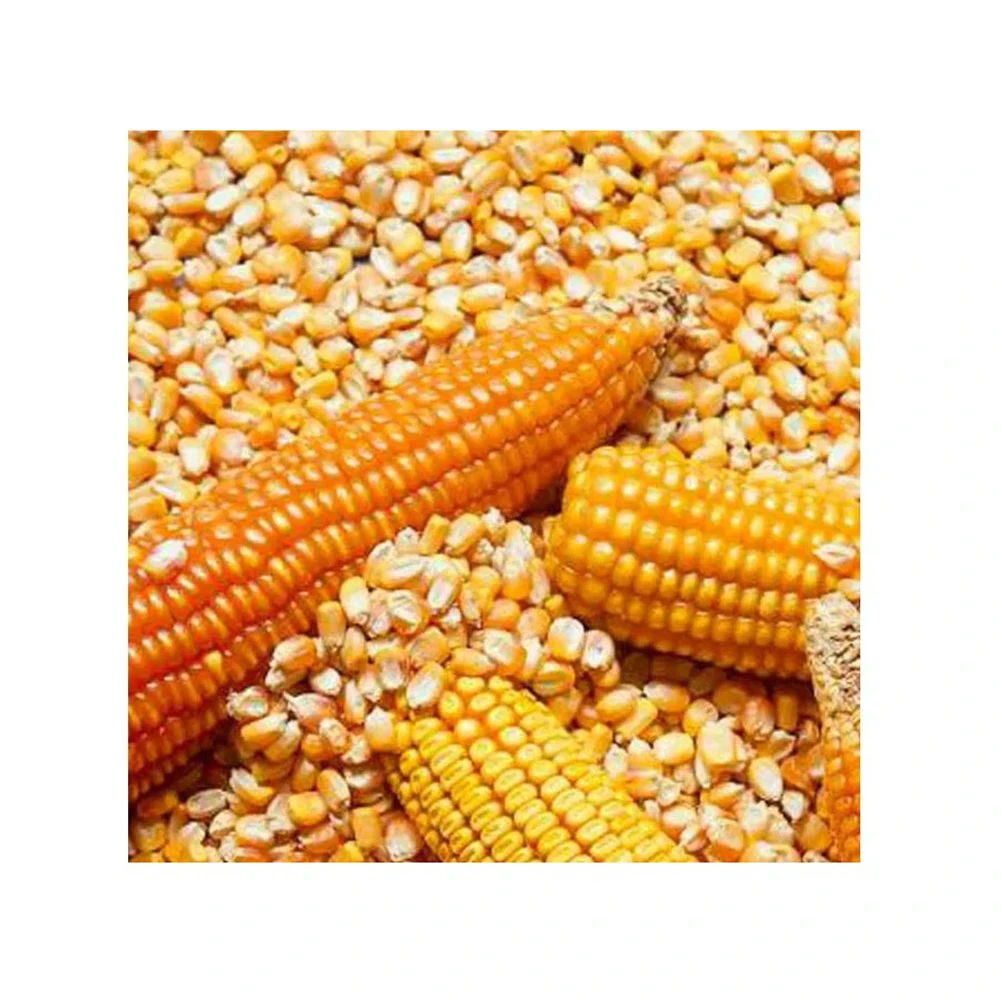 Corn Yellow Maize Dried Yellow Corn Popcorn Corn