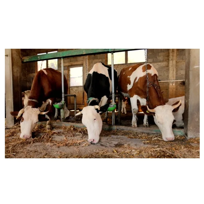 Hot Sale Real Quality Holstein Friesian Live Cattle Wholesale Price Supplier