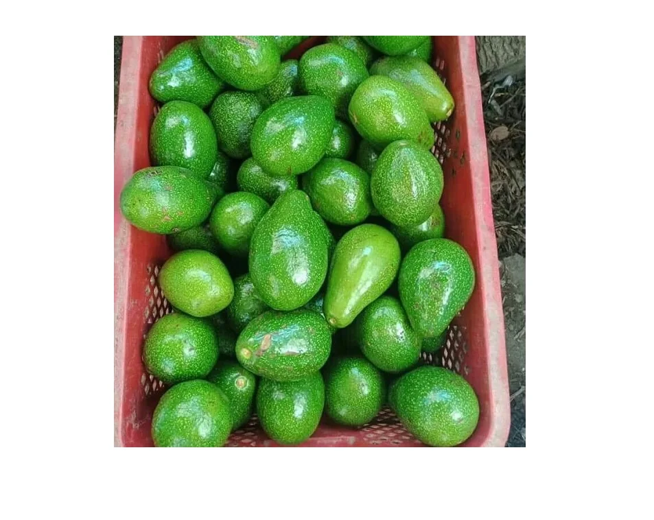 FRESH AVOCADO FRUIT