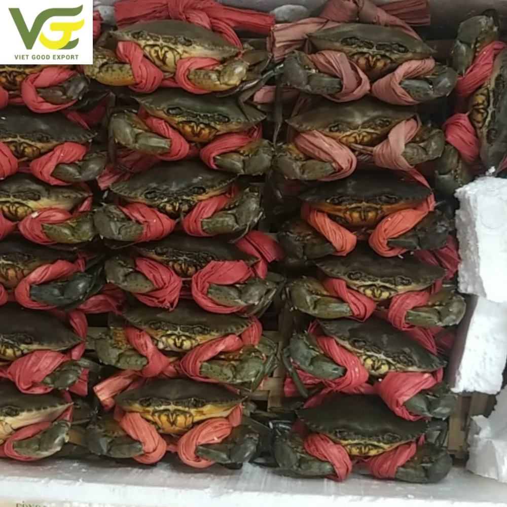 WHOLESALE MUD CRAB/ CRAB ROE /MEAT CRAB  HIGH QUALITY FROM CA MAU PROVINCE