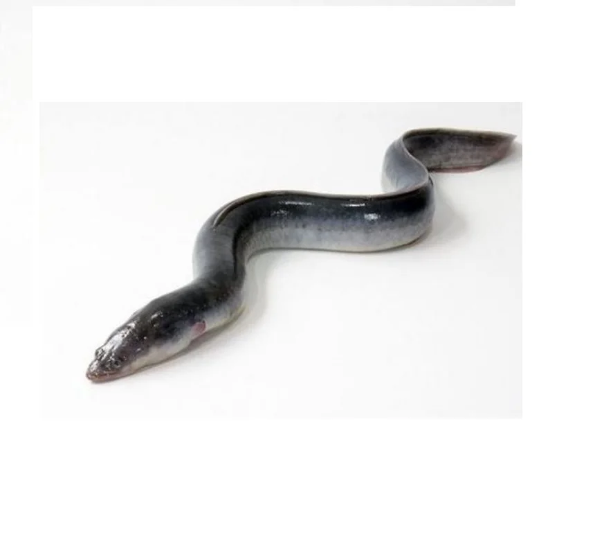 Wholesale Factory Packaging Hot Sale Frozen Live Eel Fish Wholesale In Cheap Price Live Eels Conger Eel For Sale From Bangladesh