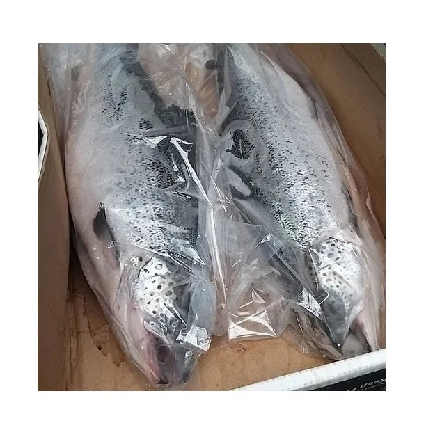 Wholesale Manufacturer and Supplier From Netherlands Fresh / Frozen Salmon Fish High Quality Cheap Price