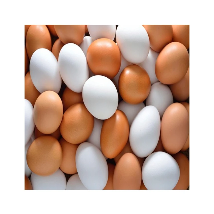High Quality Organic Certified Free Range Chicken Eggs / FERTILE CHICKEN HATCHING EGGS