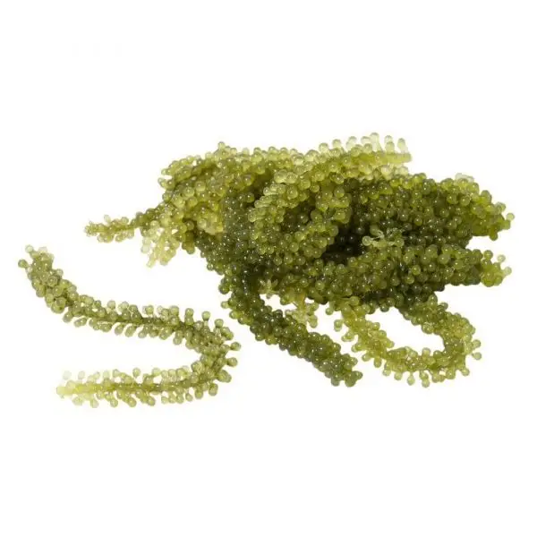 Best Sea Grapes/Green Caviar Seaweed Peals