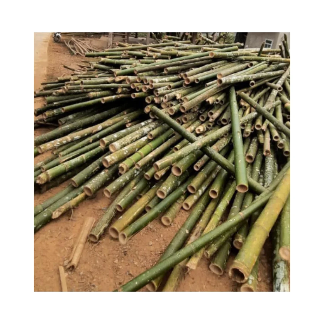 HIGH QUALITY SOLID BAMBOO VIETNAM FACTORY CUSTOM LENGTH AND SIZE BAMBOO STRAIGHT CANE TOP SALE IN 2024