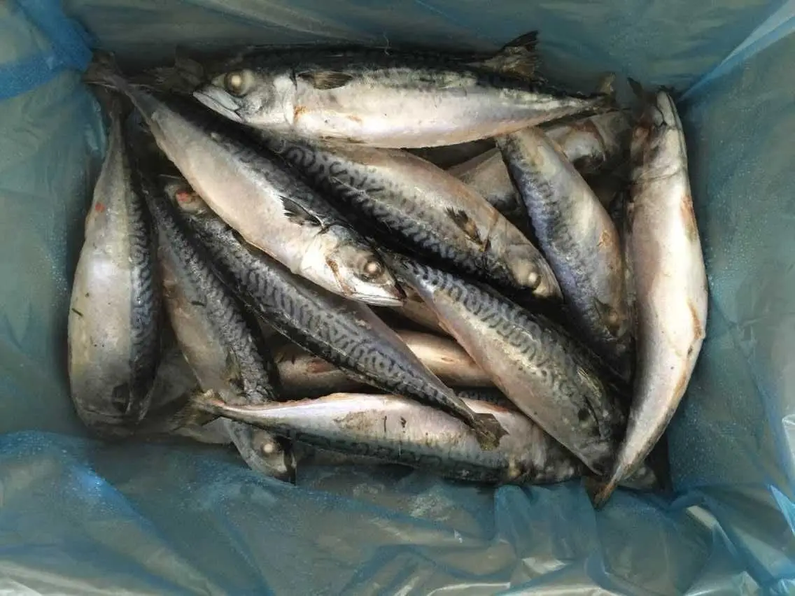 Top Premium Frozen Mackerel For Canned Food Mackerel Fish Bulk Hot Sale Seafood Frozen Whole Round Pacific Fish