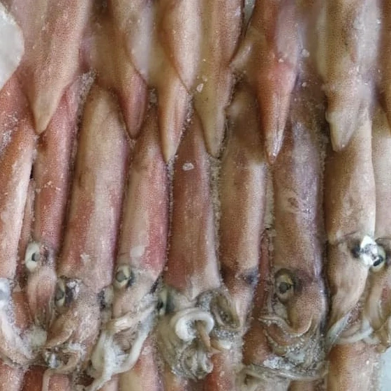 FRESH SEAFROZEN LOLIGO SQUID WHOLE ROUND  HOT SELLING TASTY ITEM 24 MONTHS SHELF LIFE INDONESIAN ORIGIN