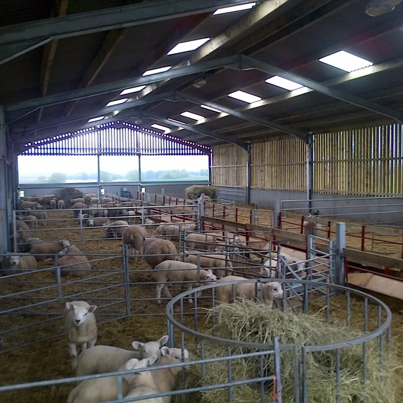 Livestock shelter dairy farm shed Prefabricated Sheep Goat Farming Sheds Design Goat House Farm Sheds for live cattle
