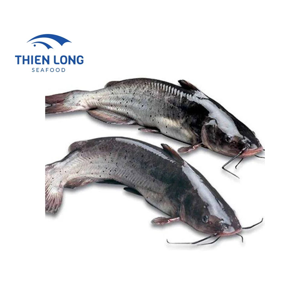 Frozen catfish fresh walking catfish whole cleaned food export products IQF catfish fish