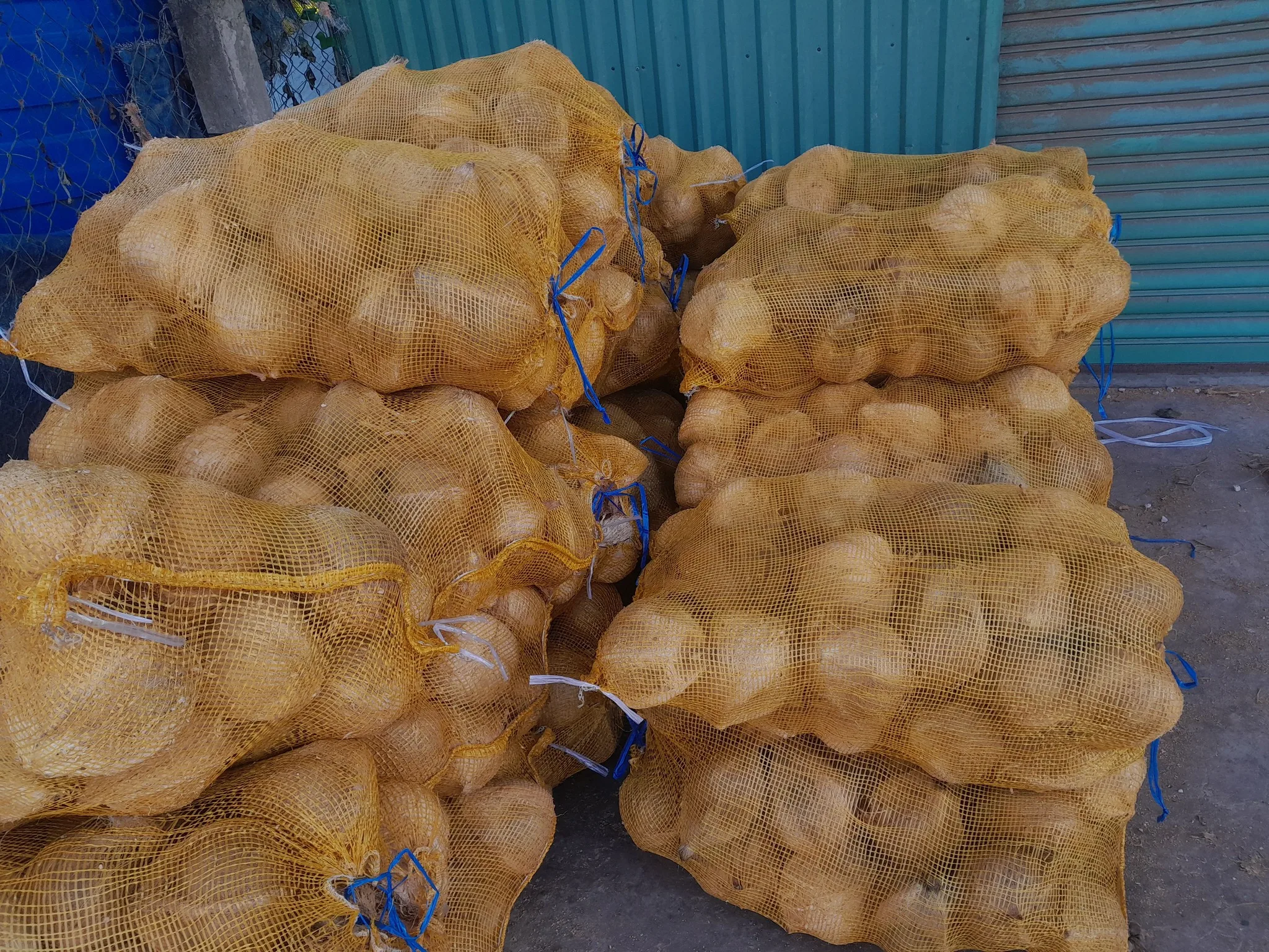 MATURED COCONUT/ SEMI HUSKED COCONUT/ HUSKED COCONUT from Vietnam supplier Reasonable Price - Good quality 2024/ DC