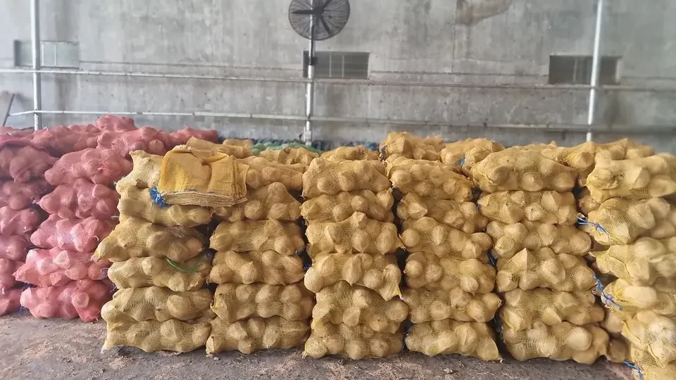 First Hand  Semi Husk Matured Coconut Available