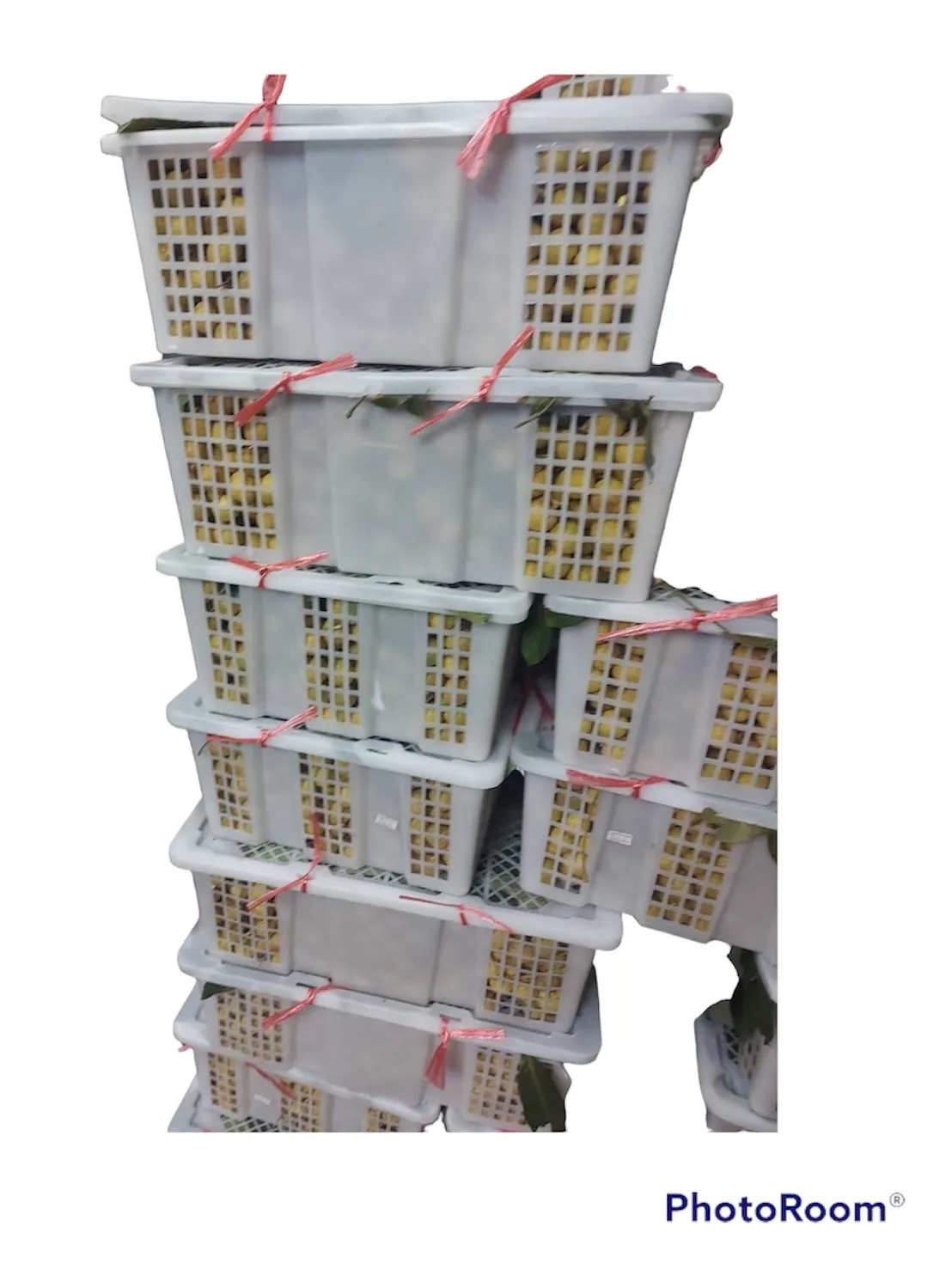 Fresh Longan Tropical Fruit Premium Quality Control With  GMP Manufacturing Other Agriculture Products From Orchard Thailand